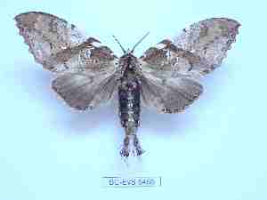  ( - BC-EVS-5466)  @11 [ ] by-nc-sa (2025) SNSB, Staatliche Naturwissenschaftliche Sammlungen Bayerns ZSM (SNSB, Zoologische Staatssammlung Muenchen)