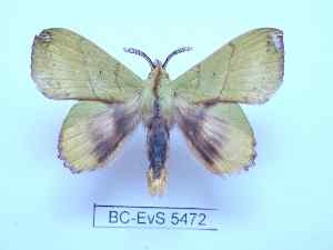  ( - BC-EVS-5472)  @11 [ ] by-nc-sa (2025) SNSB, Staatliche Naturwissenschaftliche Sammlungen Bayerns ZSM (SNSB, Zoologische Staatssammlung Muenchen)