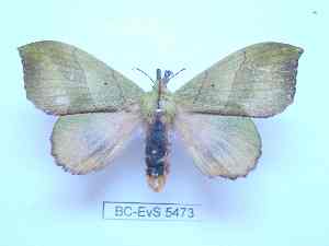  ( - BC-EVS-5473)  @11 [ ] by-nc-sa (2025) SNSB, Staatliche Naturwissenschaftliche Sammlungen Bayerns ZSM (SNSB, Zoologische Staatssammlung Muenchen)