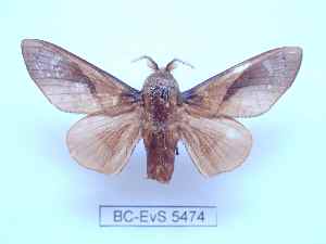  ( - BC-EVS-5474)  @11 [ ] by-nc-sa (2025) SNSB, Staatliche Naturwissenschaftliche Sammlungen Bayerns ZSM (SNSB, Zoologische Staatssammlung Muenchen)