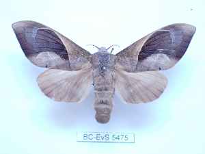  ( - BC-EVS-5475)  @11 [ ] by-nc-sa (2025) SNSB, Staatliche Naturwissenschaftliche Sammlungen Bayerns ZSM (SNSB, Zoologische Staatssammlung Muenchen)