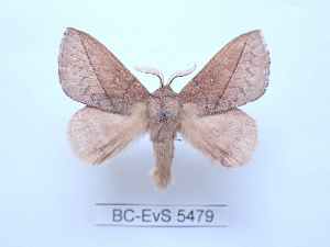  ( - BC-EVS-5479)  @11 [ ] by-nc-sa (2025) SNSB, Staatliche Naturwissenschaftliche Sammlungen Bayerns ZSM (SNSB, Zoologische Staatssammlung Muenchen)