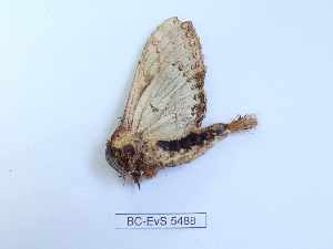  ( - BC-EVS-5488)  @11 [ ] by-nc-sa (2025) SNSB, Staatliche Naturwissenschaftliche Sammlungen Bayerns ZSM (SNSB, Zoologische Staatssammlung Muenchen)