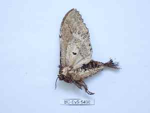  ( - BC-EVS-5490)  @11 [ ] by-nc-sa (2025) SNSB, Staatliche Naturwissenschaftliche Sammlungen Bayerns ZSM (SNSB, Zoologische Staatssammlung Muenchen)