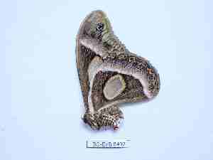  (Epiphora perspicuus - BC-EVS-5492)  @11 [ ] by-nc-sa (2025) SNSB, Staatliche Naturwissenschaftliche Sammlungen Bayerns ZSM (SNSB, Zoologische Staatssammlung Muenchen)