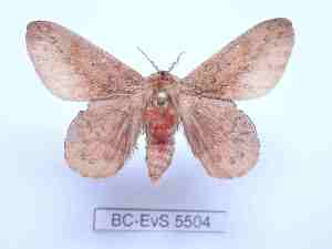  ( - BC-EVS-5504)  @11 [ ] by-nc-sa (2025) SNSB, Staatliche Naturwissenschaftliche Sammlungen Bayerns ZSM (SNSB, Zoologische Staatssammlung Muenchen)