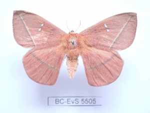  ( - BC-EVS-5505)  @11 [ ] by-nc-sa (2025) SNSB, Staatliche Naturwissenschaftliche Sammlungen Bayerns ZSM (SNSB, Zoologische Staatssammlung Muenchen)
