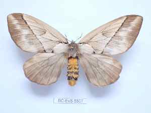  ( - BC-EVS-5507)  @11 [ ] by-nc-sa (2025) SNSB, Staatliche Naturwissenschaftliche Sammlungen Bayerns ZSM (SNSB, Zoologische Staatssammlung Muenchen)