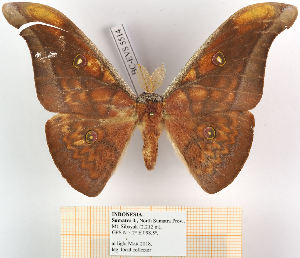  ( - BC-EVS-5514)  @11 [ ] by-nc-sa (2025) SNSB, Staatliche Naturwissenschaftliche Sammlungen Bayerns ZSM (SNSB, Zoologische Staatssammlung Muenchen)