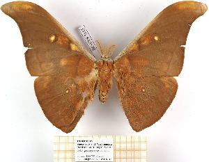  ( - BC-EVS-5515)  @11 [ ] by-nc-sa (2025) SNSB, Staatliche Naturwissenschaftliche Sammlungen Bayerns ZSM (SNSB, Zoologische Staatssammlung Muenchen)