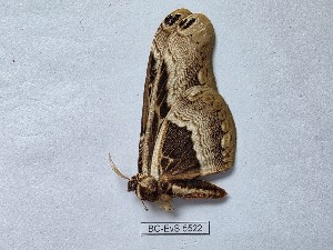  ( - BC-EVS-5522)  @11 [ ] by-nc-sa (2025) SNSB, Staatliche Naturwissenschaftliche Sammlungen Bayerns ZSM (SNSB, Zoologische Staatssammlung Muenchen)