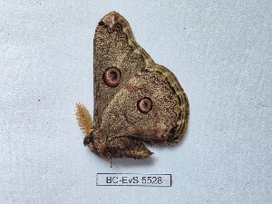  ( - BC-EVS-5528)  @11 [ ] by-nc-sa (2025) SNSB, Staatliche Naturwissenschaftliche Sammlungen Bayerns ZSM (SNSB, Zoologische Staatssammlung Muenchen)