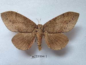  ( - BC-EVS-5540)  @11 [ ] by-nc-sa (2025) SNSB, Staatliche Naturwissenschaftliche Sammlungen Bayerns ZSM (SNSB, Zoologische Staatssammlung Muenchen)