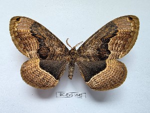  ( - BC-EVS-5542)  @11 [ ] by-nc-sa (2025) SNSB, Staatliche Naturwissenschaftliche Sammlungen Bayerns ZSM (SNSB, Zoologische Staatssammlung Muenchen)