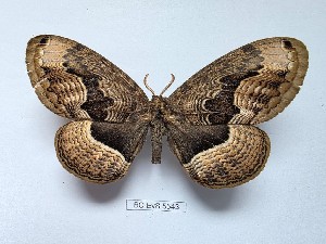  (Brahmaea lunulata - BC-EVS-5543)  @11 [ ] by-nc-sa (2025) SNSB, Staatliche Naturwissenschaftliche Sammlungen Bayerns ZSM (SNSB, Zoologische Staatssammlung Muenchen)