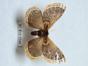  ( - BC-EVS-5548)  @11 [ ] by-nc-sa (2025) SNSB, Staatliche Naturwissenschaftliche Sammlungen Bayerns ZSM (SNSB, Zoologische Staatssammlung Muenchen)