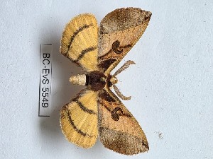  ( - BC-EVS-5549)  @11 [ ] by-nc-sa (2025) SNSB, Staatliche Naturwissenschaftliche Sammlungen Bayerns ZSM (SNSB, Zoologische Staatssammlung Muenchen)