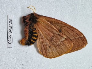  ( - BC-EVS-5553)  @11 [ ] by-nc-sa (2025) SNSB, Staatliche Naturwissenschaftliche Sammlungen Bayerns ZSM (SNSB, Zoologische Staatssammlung Muenchen)