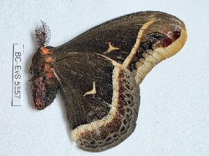  ( - BC-EVS-5557)  @11 [ ] by-nc-sa (2025) SNSB, Staatliche Naturwissenschaftliche Sammlungen Bayerns ZSM (SNSB, Zoologische Staatssammlung Muenchen)