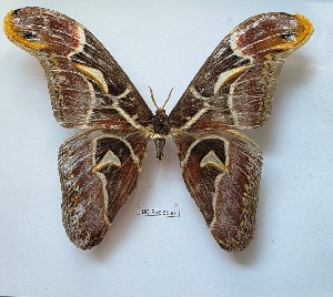  ( - BC-EVS-5560)  @11 [ ] by-nc-sa (2025) SNSB, Staatliche Naturwissenschaftliche Sammlungen Bayerns ZSM (SNSB, Zoologische Staatssammlung Muenchen)