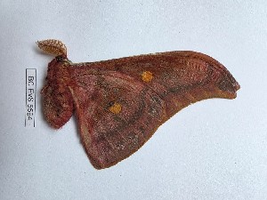 ( - BC-EVS-5594)  @11 [ ] by-nc-sa (2025) SNSB, Staatliche Naturwissenschaftliche Sammlungen Bayerns ZSM (SNSB, Zoologische Staatssammlung Muenchen)