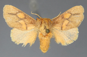  ( - BC_ZSM_Lep_118085)  @11 [ ] by-nc-sa (2025) SNSB, Staatliche Naturwissenschaftliche Sammlungen Bayerns ZSM (SNSB, Zoologische Staatssammlung Muenchen)