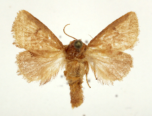  (Trachyptena holobrunnea - BC_ZSM_Lep_118087)  @11 [ ] by-nc-sa (2025) SNSB, Staatliche Naturwissenschaftliche Sammlungen Bayerns ZSM (SNSB, Zoologische Staatssammlung Muenchen)