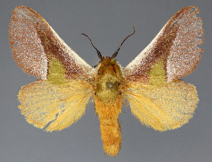  ( - BC_ZSM_Lep_118112)  @11 [ ] by-nc-sa (2025) SNSB, Staatliche Naturwissenschaftliche Sammlungen Bayerns ZSM (SNSB, Zoologische Staatssammlung Muenchen)