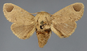  ( - BC_ZSM_Lep_118123)  @11 [ ] by-nc-sa (2025) SNSB, Staatliche Naturwissenschaftliche Sammlungen Bayerns ZSM (SNSB, Zoologische Staatssammlung Muenchen)