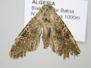  ( - BC_ZSM_Lep_120721)  @11 [ ] by-nc-sa (2025) SNSB, Staatliche Naturwissenschaftliche Sammlungen Bayerns ZSM (SNSB, Zoologische Staatssammlung Muenchen)