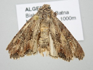  ( - BC_ZSM_Lep_120722)  @11 [ ] by-nc-sa (2025) SNSB, Staatliche Naturwissenschaftliche Sammlungen Bayerns ZSM (SNSB, Zoologische Staatssammlung Muenchen)