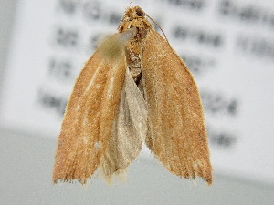 ( - BC_ZSM_Lep_120737)  @11 [ ] by-nc-sa (2025) SNSB, Staatliche Naturwissenschaftliche Sammlungen Bayerns ZSM (SNSB, Zoologische Staatssammlung Muenchen)