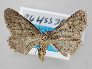  ( - BC_ZSM_Lep_120741)  @11 [ ] by-nc-sa (2025) SNSB, Staatliche Naturwissenschaftliche Sammlungen Bayerns ZSM (SNSB, Zoologische Staatssammlung Muenchen)