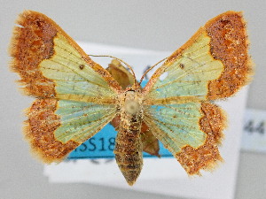  ( - BC_ZSM_Lep_120744)  @11 [ ] by-nc-sa (2025) SNSB, Staatliche Naturwissenschaftliche Sammlungen Bayerns ZSM (SNSB, Zoologische Staatssammlung Muenchen)