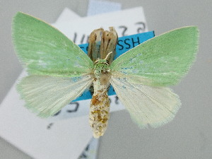  ( - BC_ZSM_Lep_120745)  @11 [ ] by-nc-sa (2025) SNSB, Staatliche Naturwissenschaftliche Sammlungen Bayerns ZSM (SNSB, Zoologische Staatssammlung Muenchen)