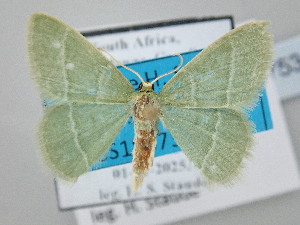  ( - BC_ZSM_Lep_120753)  @11 [ ] by-nc-sa (2025) SNSB, Staatliche Naturwissenschaftliche Sammlungen Bayerns ZSM (SNSB, Zoologische Staatssammlung Muenchen)