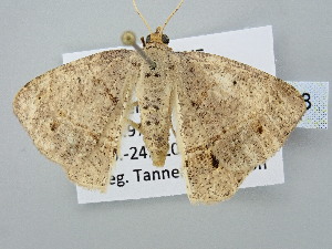  ( - BC_ZSM_Lep_120768)  @11 [ ] by-nc-sa (2025) SNSB, Staatliche Naturwissenschaftliche Sammlungen Bayerns ZSM (SNSB, Zoologische Staatssammlung Muenchen)