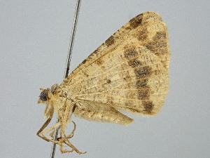  ( - BC_ZSM_Lep_120770)  @11 [ ] by-nc-sa (2025) SNSB, Staatliche Naturwissenschaftliche Sammlungen Bayerns ZSM (SNSB, Zoologische Staatssammlung Muenchen)