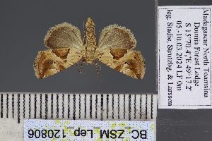  (Deltote hemicycla - BC_ZSM_Lep_120806)  @11 [ ] by-nc-sa (2025) SNSB, Staatliche Naturwissenschaftliche Sammlungen Bayerns ZSM (SNSB, Zoologische Staatssammlung Muenchen)