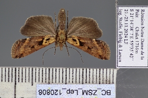  ( - BC_ZSM_Lep_120808)  @11 [ ] by-nc-sa (2025) SNSB, Staatliche Naturwissenschaftliche Sammlungen Bayerns ZSM (SNSB, Zoologische Staatssammlung Muenchen)