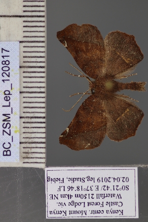  ( - BC_ZSM_Lep_120817)  @11 [ ] by-nc-sa (2025) SNSB, Staatliche Naturwissenschaftliche Sammlungen Bayerns ZSM (SNSB, Zoologische Staatssammlung Muenchen)