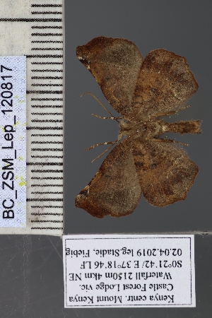  ( - BC_ZSM_Lep_120817)  @11 [ ] by-nc-sa (2025) SNSB, Staatliche Naturwissenschaftliche Sammlungen Bayerns ZSM (SNSB, Zoologische Staatssammlung Muenchen)