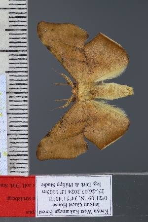  (Procrypha - BC_ZSM_Lep_120820)  @11 [ ] by-nc-sa (2025) SNSB, Staatliche Naturwissenschaftliche Sammlungen Bayerns ZSM (SNSB, Zoologische Staatssammlung Muenchen)
