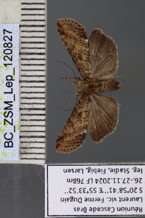  ( - BC_ZSM_Lep_120827)  @11 [ ] by-nc-sa (2025) SNSB, Staatliche Naturwissenschaftliche Sammlungen Bayerns ZSM (SNSB, Zoologische Staatssammlung Muenchen)
