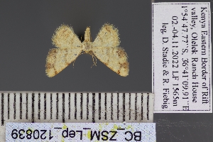  ( - BC_ZSM_Lep_120839)  @11 [ ] by-nc-sa (2025) SNSB, Staatliche Naturwissenschaftliche Sammlungen Bayerns ZSM (SNSB, Zoologische Staatssammlung Muenchen)