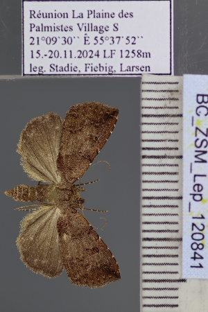  (Rivula dispar - BC_ZSM_Lep_120841)  @11 [ ] by-nc-sa (2025) SNSB, Staatliche Naturwissenschaftliche Sammlungen Bayerns ZSM (SNSB, Zoologische Staatssammlung Muenchen)