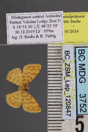  ( - BC_ZSM_Lep_120847)  @11 [ ] by-nc-sa (2025) SNSB, Staatliche Naturwissenschaftliche Sammlungen Bayerns ZSM (SNSB, Zoologische Staatssammlung Muenchen)