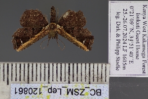  ( - BC_ZSM_Lep_120861)  @11 [ ] by-nc-sa (2025) SNSB, Staatliche Naturwissenschaftliche Sammlungen Bayerns ZSM (SNSB, Zoologische Staatssammlung Muenchen)