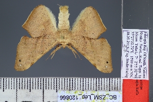  ( - BC_ZSM_Lep_120866)  @11 [ ] by-nc-sa (2025) SNSB, Staatliche Naturwissenschaftliche Sammlungen Bayerns ZSM (SNSB, Zoologische Staatssammlung Muenchen)