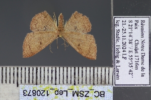  (Dithecodes purpuraria - BC_ZSM_Lep_120873)  @11 [ ] by-nc-sa (2025) SNSB, Staatliche Naturwissenschaftliche Sammlungen Bayerns ZSM (SNSB, Zoologische Staatssammlung Muenchen)